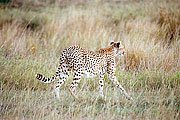Picture 'KT1_36_20 Cheetah, Tanzania, Serengeti'